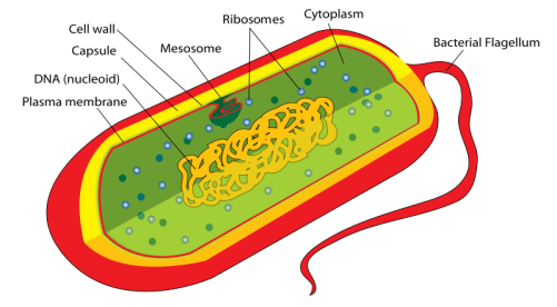 800px-prokaryote_cell_diagram-svg