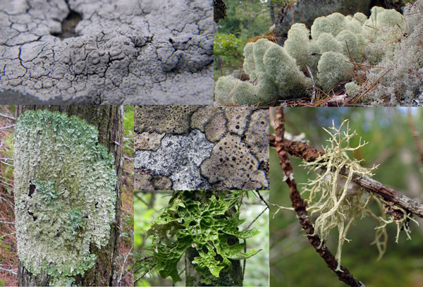 lichen-collage