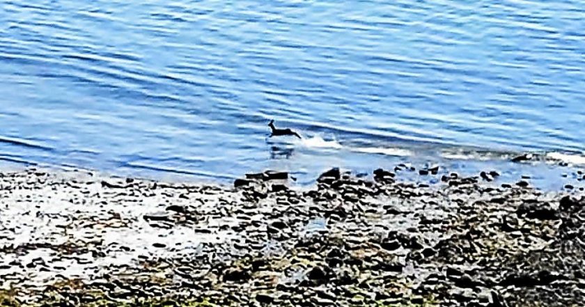 a-arzon-pas-de-baigneurs-mais-un-chevreuil-video_5132299_1000x526