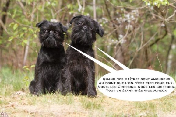 griffon-belge-864x576-1