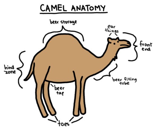 camel-anatomy1