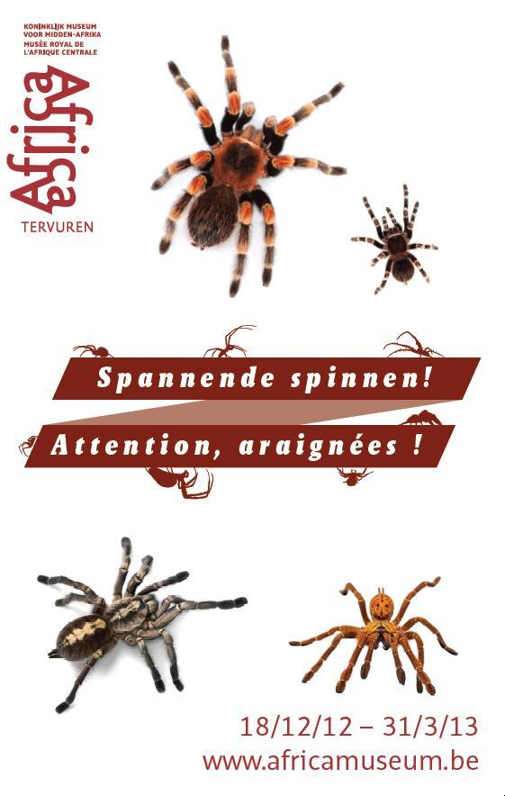 araignée