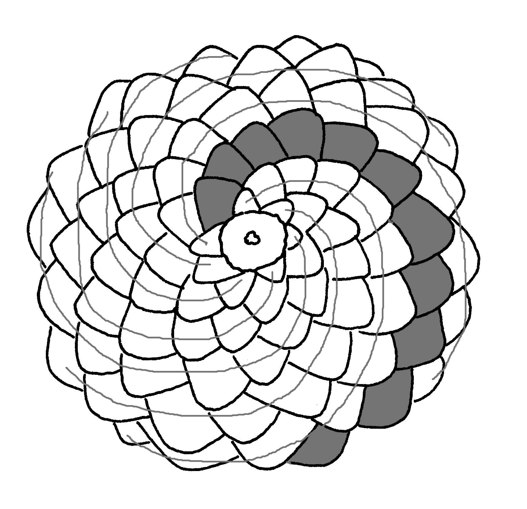 pine-cone-fibonacci-right