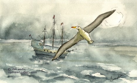 albatross