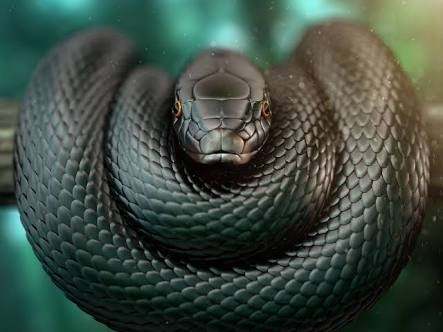 black-mamba