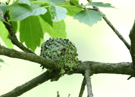 blue-gray-gnatcatcher-nest-6-13-2016