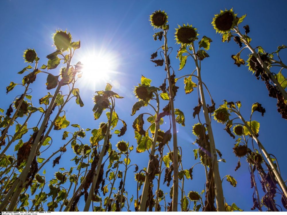 cover-r4x3w1000-5f202541774fc-rechauffement-climatique