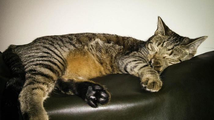 mackerel-tabby-cat_e1e78746f96255d6