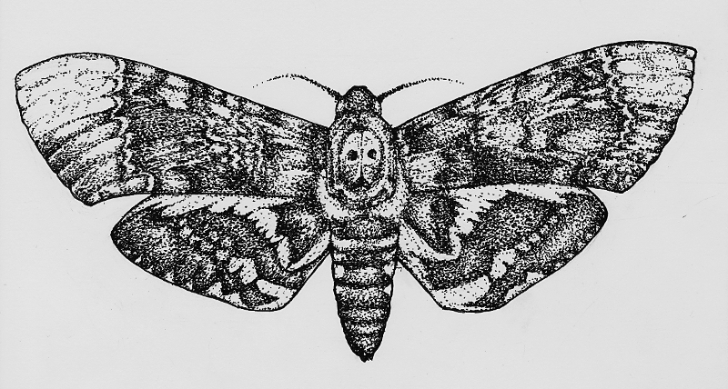 dotworkmothbearb2x800